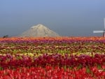 lovely tulip fields