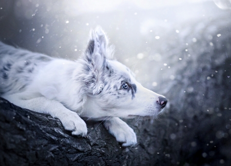 Puppy - winter, blue, snow, dog, white, animal, australian shepherd, border collie, cute, caine, puppy