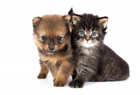 Puppy and kitten - cat, puppy, couple, pisica, kitten, white, caine, dog, card, animal, cute