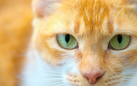 Cat - animal, pisica, ginger, green, eyes, face, orange, cat