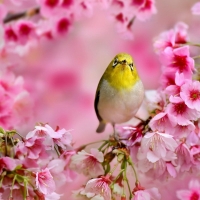 Small Yellow Bird Between the Blossoms