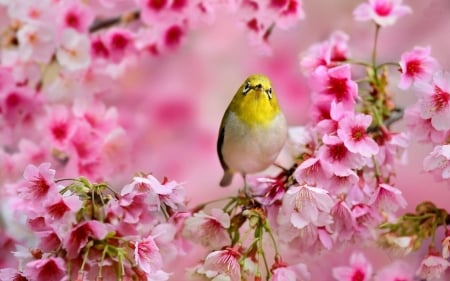 Small Yellow Bird Between the Blossoms - yellow, blossoms, animal, flowers, bird