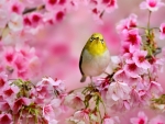 Small Yellow Bird Between the Blossoms