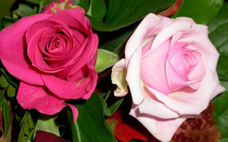 Pink and a Pale Pink Roses - flowers, roses, nature, pale, petals, pink