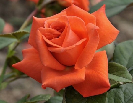 Lovely Orange Rose - nature, petals, orange, flowers, rose