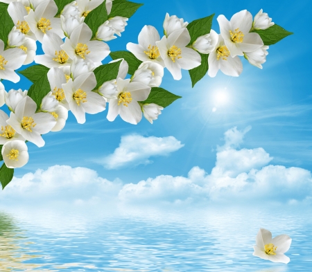 Happy spring! - cloud, flower, water, spring, blue, white, jasmine, luminos, green