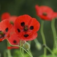 Poppies