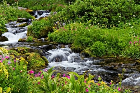 Spring in Mount Rainier National Park