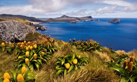 Coastal Flowers - nature, ocean, flowers, coast