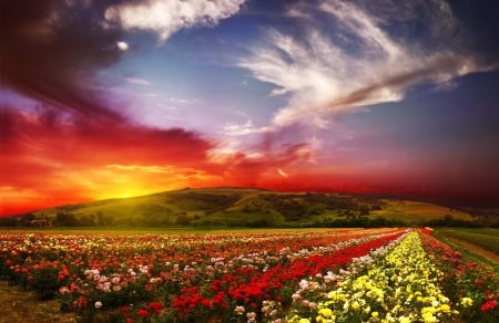 Flower Field - Field, Sunset, Nature, Flowers