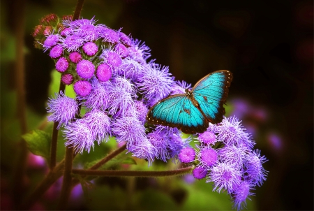 Flowers and Butterfly - pretty, Butterfly, Nature, Flowers