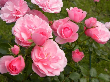 Lovely pink roses - roses, flowers, pink, garden