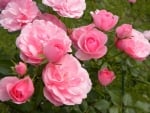 Lovely pink roses