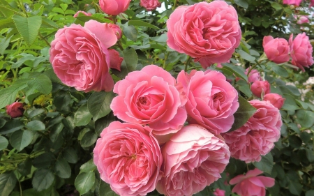 Wild pink roses