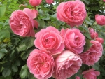 Wild pink roses