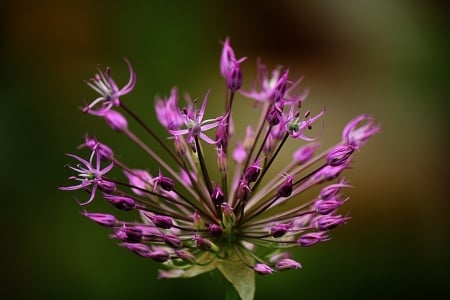 Wild purple - flower, purple, wild, beautiful