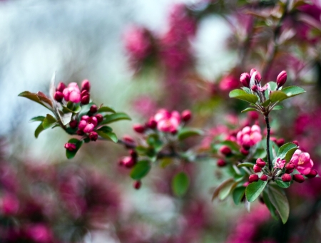 Spring beauty - cloud, small, flowers, spring