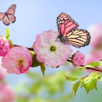 Butterflies in flowers