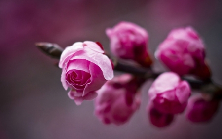 Beautiful spring flowers - flowers, spring, love, pink