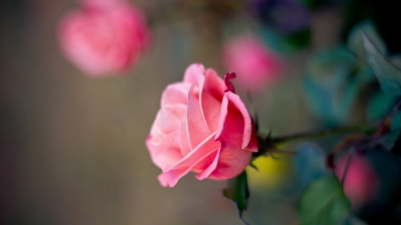 Spring flowers - roses, love, pink, garden