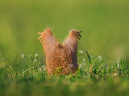 Grounded-literally - bing, cute, grass, rodent