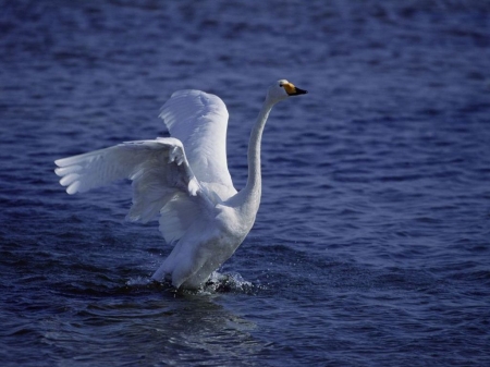 Swan landing on water - white, water, swan, landing