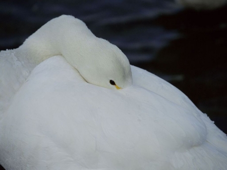 Swan, who wants to sleep - white, swan, peeking, sleeping