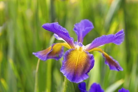 Spring Flower - garden, iris, petals, lily, blossom, yellow, blue