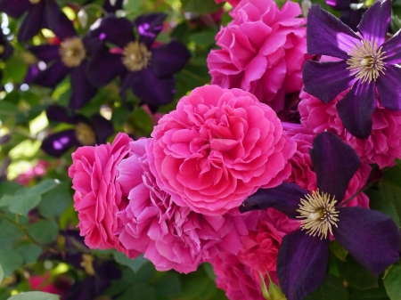 Pink Roses - blossoms, petals, clematis, plants, garden