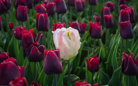 Tulips - white, blossoms, park, leaves, plants, garden, dark red