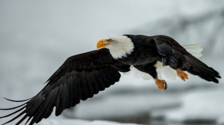 flying eagle - eagle, love, bald, bird