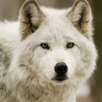 White wolf