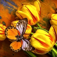 Butterfly on yellow Tulips