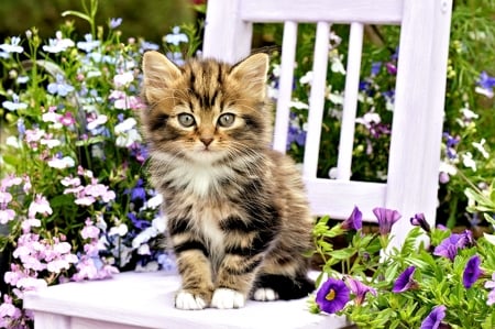 Cute Kitten - cute, cat, animals, kitten