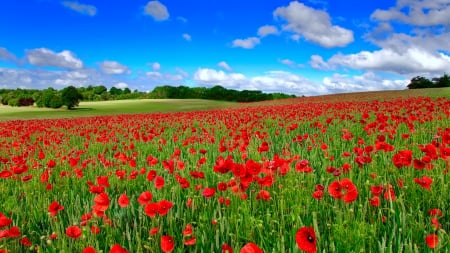 Summer field - sky, freshness, summer, meadow, field, beautiful, clouds, flowers, poppies, grass