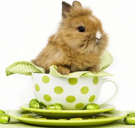 Happy Easter! - animal, dot, cute, rodent, egg, cup, easter, white, card, rabbit, bunny, green