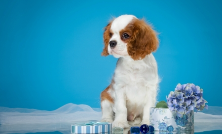 Puppy - white, flower, animal, caine, puppy, spaniel, blue, dog