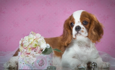 Puppy - white, flower, animal, pink, caine, puppy, spaniel, dog