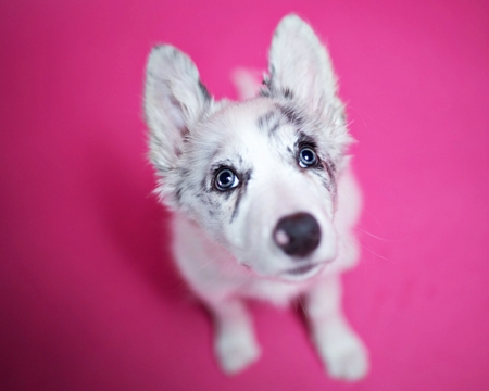 Hello! - animal, cute, caine, hello, puppy, hi, white, border collie, australian shepherd, blue eyes, dog