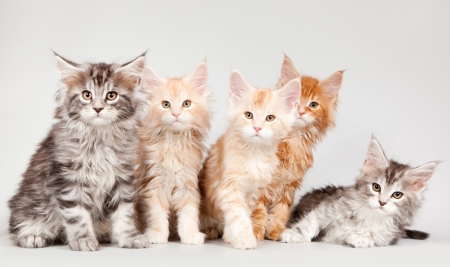 Kittens - cat, maine coon, animal, orange, cute, pisica, kitten, ginger