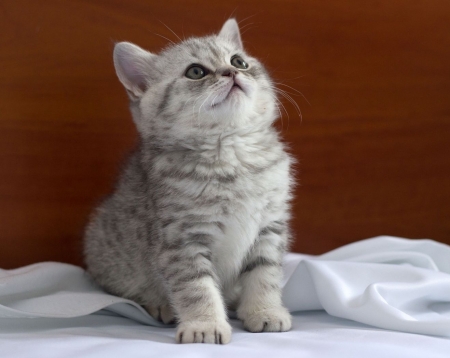 Cute Kitten - Cute, Kitten, Cat, Grey