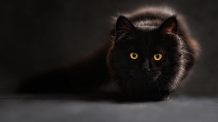 Black Cat - fuzzy, black, cat, photography