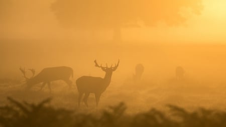 Deers in the Mist - orange, nature, Deer, mist