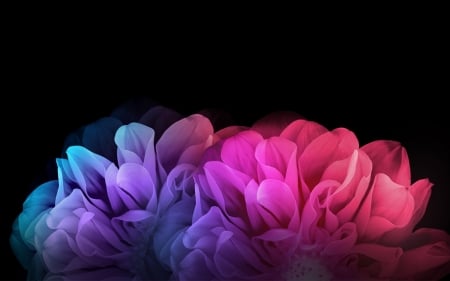 colorful_flowers_dark_background- - flowers, pink, blue, dark