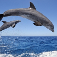 Bottlenose Dolphins