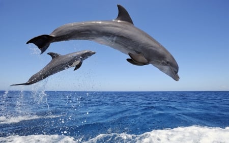 Bottlenose Dolphins - dolphin, pair, ocean, blue