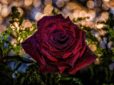 Red Rose - pretty, rose, flower, red