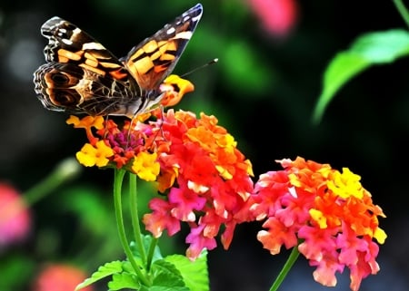 Butterfly on flower - flying, butterfly, pretty, beauitful, garden, spring, flower