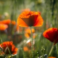 Poppy FIeld