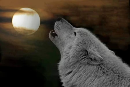 calling - moon, howling, wolf, beautiful